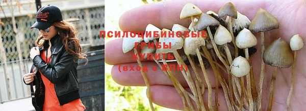 молекула духа Кущёвская